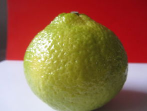 洪江市黔陽(yáng)紅農(nóng)產(chǎn)品專業(yè)合作社 優(yōu)質(zhì)食用農(nóng)產(chǎn)品批發(fā)與供應(yīng)服務(wù)