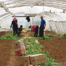 農(nóng)產(chǎn)品薯粉的市場(chǎng)行情與批發(fā)選購(gòu)指南